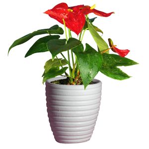 گیاه طبیعی آنتوریوم کد as 23 4