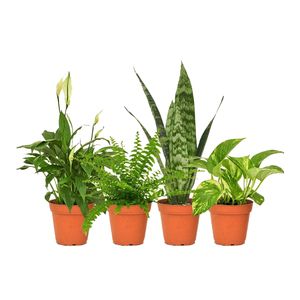 گیاه طبیعی آپارتمانی مدل m4 مجموعه 4 عددی