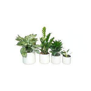 گیاه طبیعی آپارتمانی مدل nr1304 مجموعه 4 عددی