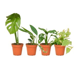 گیاه طبیعی آپارتمانی مدل p4 مجموعه چهار عددی
