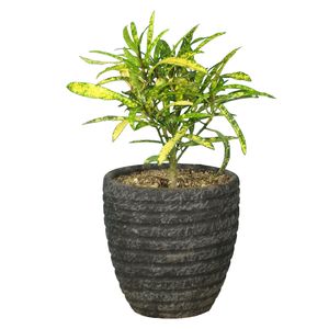 گیاه طبیعی آکوبا رشته ای کد as 21