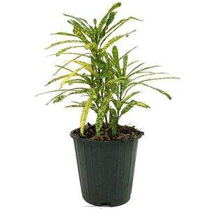 گیاه طبیعی آکوبا مدل a04