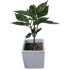 گیاه طبیعی آکوبا مدل f 05