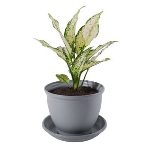 گیاه طبیعی آگلونما ابلق مدل p 13