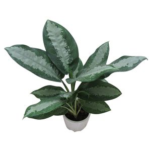 گیاه طبیعی آگلونما حبابی کد s   l01