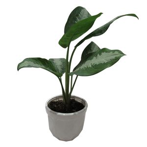 گیاه طبیعی آگلونما حبابی کد s   m01
