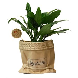 گیاه طبیعی آگلونما سبز کد p.a.07