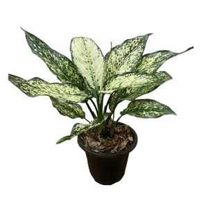 گیاه طبیعی آگلونما مدل 432agl