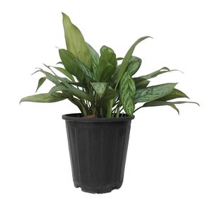 گیاه طبیعی آگلونما مدل a02
