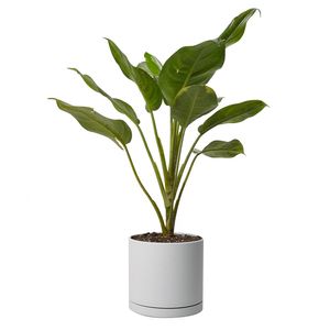 گیاه طبیعی آگلونما مدل هندوانه ای کد 10324_2202