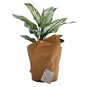گیاه طبیعی آگلونما ناردونه کد ab   m02
