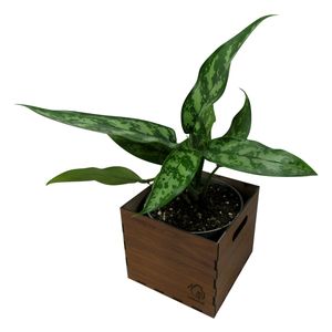 گیاه طبیعی آگلونما ناردونه کد s   m01