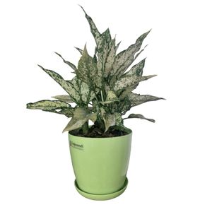 گیاه طبیعی آگلونما کد g01