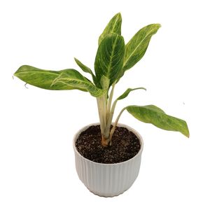 گیاه طبیعی آگلونما کوموتاتوم مدل ag3