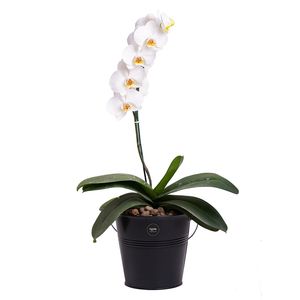 گیاه طبیعی ارکیده بنیس فلاور مدل p 31
