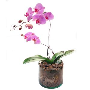 گیاه طبیعی ارکیده صورتی گل گیفت کد gp009