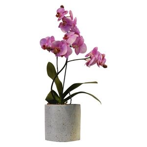گیاه طبیعی ارکیده کد p.a.040