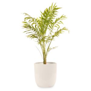 گیاه طبیعی اریکا گلیتال مدل gtl112