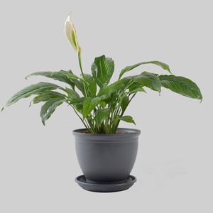 گیاه طبیعی اسپاتی فیلوم مدل p 19
