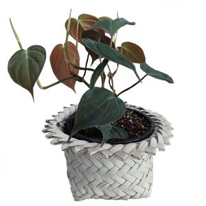 گیاه طبیعی اسکاندیس مدل d 19