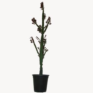 گیاه طبیعی افوربیا تریگونای مدل مادری کد 0130