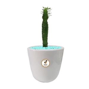 گیاه طبیعی افوربیا سبز تک شاخه شرکت گلباران سبز گیلان مدل gn12 37tl