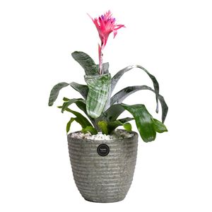 گیاه طبیعی اکمیا بنیس فلاور مدل p 32