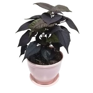 گیاه طبیعی ایپومیا بلک مدل b 22