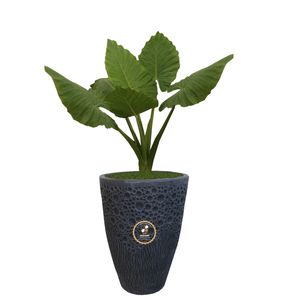 گیاه طبیعی بابا آدم گلباران سبز گیلان مدل gn1 fanm5