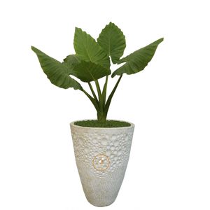 گیاه طبیعی باباآدم گلباران سبز گیلان مدل gn1 fan5