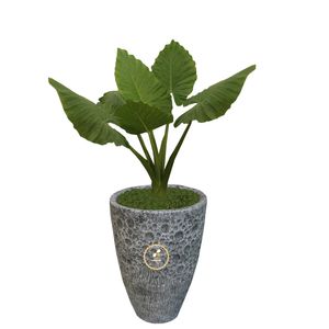 گیاه طبیعی باباآدم گلباران سبز گیلان مدل gn1 fant5