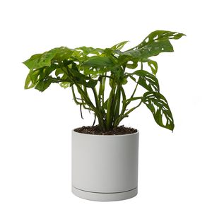 گیاه طبیعی بتوس حصیری کد 10442_22025