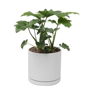 گیاه طبیعی برگ انجیری سلوم دو بوته کد 10752_2203