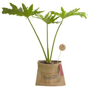 گیاه طبیعی برگ انجیری فر کد p.a.026