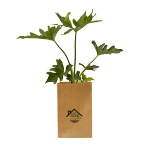 گیاه طبیعی برگ انجیری ملکی گاردن مدل mg010