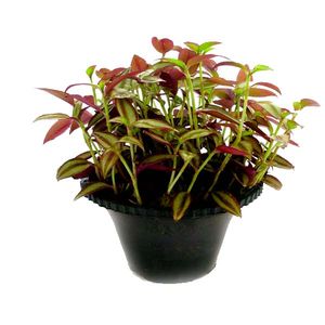 گیاه طبیعی برگ بیدی مدل ams02