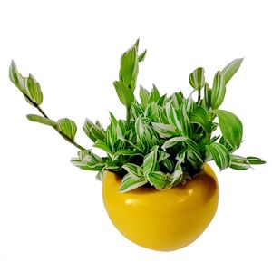 گیاه طبیعی برگ بیدی مدل c 48