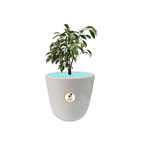 گیاه طبیعی بنجامین ابلق شرکت گلباران سبز گیلان مدل gn13 13s