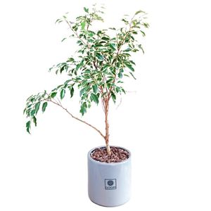 گیاه طبیعی بنجامین ابلق گل گیفت کد gp001