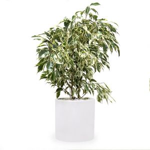 گیاه طبیعی بنجامین ابلق گلیتال مدل gtl109