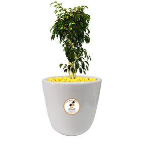 گیاه طبیعی بنجامین سبز شرکت گلباران سبز گیلان مدل gn13 12s