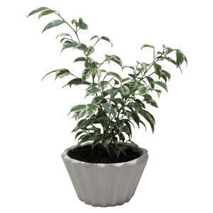 گیاه طبیعی بنژامین کد ab   m01