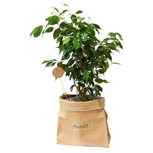گیاه طبیعی بنژامین کدp.a.09