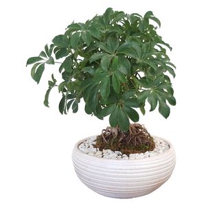 گیاه طبیعی بونسای شفلرا مدل کلکسیونی کد 900
