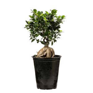 گیاه طبیعی بونسای مدل 26p