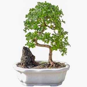 گیاه طبیعی بونسای نارون مدل elm s
