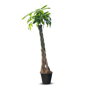 گیاه طبیعی بونسای پاچیرا کد 50