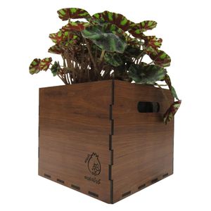گیاه طبیعی بگونیا پلنگی ناردونه کد m01