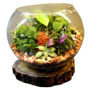 گیاه طبیعی تراريوم مدل كوچك کد t li