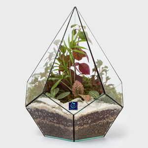 گیاه طبیعی تراریوم سل تراریوم مدل الماس ایستاده